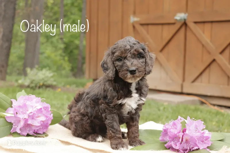 Oakley – Miniature Goldendoodle puppy for sale in Oldtown, MD