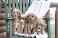 Teddy, a male Miniature Goldendoodle for sale in Oldtown, MD – Photo 6 of 6