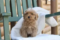 Teddy, a male Miniature Goldendoodle for sale in Oldtown, MD – Photo 2 of 6