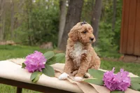 Cala, a female Miniature Goldendoodle for sale in Oldtown, MD – 3 of 4