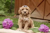 Lily, a female Miniature Goldendoodle for sale in Oldtown, MD – 3 of 4