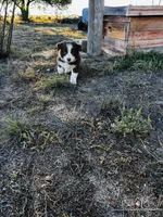 Coco, a male Border Collie for sale in Colorado Springs, CO – 4 of 6