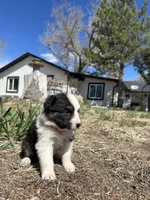 Candy (orange), a female Border Collie for sale in Colorado Springs, CO – Photo 3 of 6