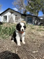 Candy (orange), a female Border Collie for sale in Colorado Springs, CO – Photo 1 of 6