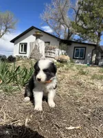 Candy (orange), a female Border Collie for sale in Colorado Springs, CO – Photo 5 of 6