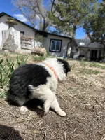 Candy (orange), a female Border Collie for sale in Colorado Springs, CO – Photo 2 of 6
