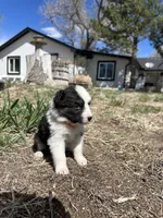 Candy (orange), a female Border Collie for sale in Colorado Springs, CO – Photo 4 of 6