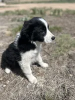 Thor (black), a male Border Collie for sale in Colorado Springs, CO – 2 of 7
