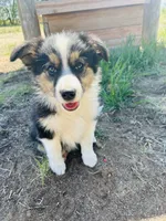 Susi (Red), a female Border Collie for sale in Colorado Springs, CO – 4 of 8