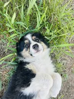 Susi (Red), a female Border Collie for sale in Colorado Springs, CO – 6 of 8