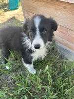 Coco(blue), a male Border Collie for sale in Colorado Springs, CO – 1 of 6