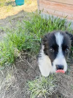 Coco(blue), a male Border Collie for sale in Colorado Springs, CO – 3 of 6
