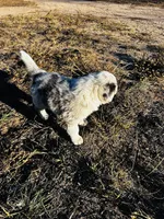 Blu, a male Border Collie for sale in Colorado Springs, CO – 5 of 7