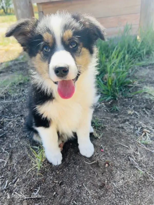 Susi (Red) – Border Collie puppy for sale in Colorado Springs, CO