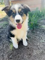 Susi (Red), a female Border Collie for sale in Colorado Springs, CO – 1 of 8