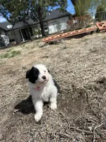 Stacy (pink), a female Border Collie for sale in Colorado Springs, CO – Photo 4 of 5