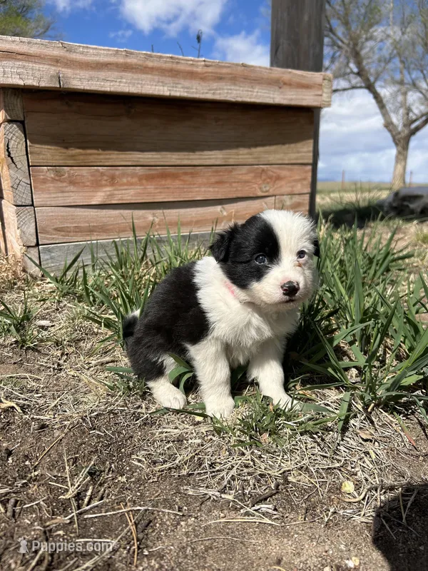 Stacy (pink) – Border Collie puppy for sale in Colorado Springs, CO