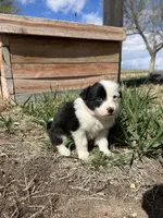 Stacy (pink), a female Border Collie for sale in Colorado Springs, CO – Photo 1 of 5