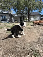 Stacy (pink), a female Border Collie for sale in Colorado Springs, CO – Photo 5 of 5