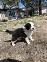 Stacy (pink), a female Border Collie for sale in Colorado Springs, CO – Photo 2 of 5