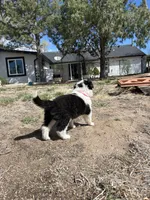 Stacy (pink), a female Border Collie for sale in Colorado Springs, CO – Photo 3 of 5