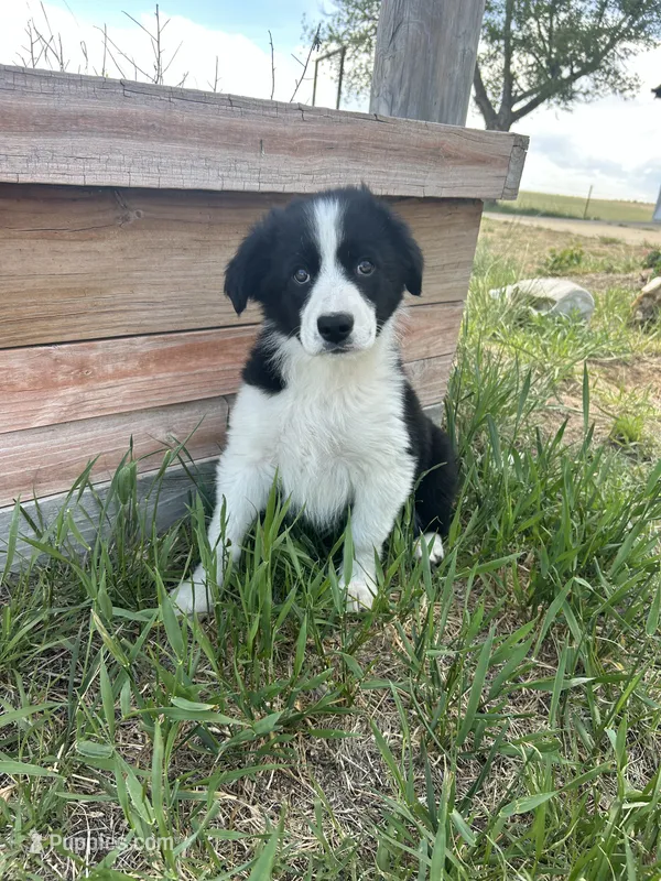 Thor (black) – Border Collie puppy for sale in Colorado Springs, CO