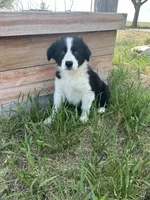 Thor (black), a male Border Collie for sale in Colorado Springs, CO – 4 of 7