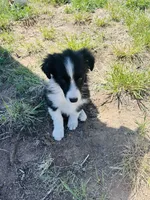 Coco(blue), a male Border Collie for sale in Colorado Springs, CO – 5 of 6