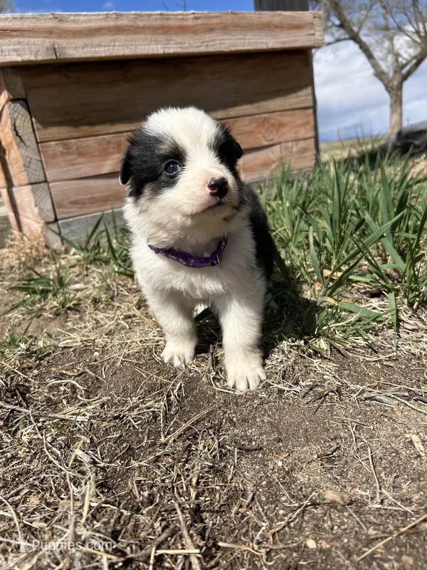 Mocha (purple) – Border Collie puppy for sale in Colorado Springs, CO