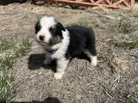 Mocha (purple), a female Border Collie for sale in Colorado Springs, CO – Photo 6 of 6