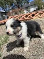 Mocha (purple), a female Border Collie for sale in Colorado Springs, CO – Photo 4 of 6