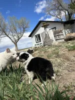Mocha (purple), a female Border Collie for sale in Colorado Springs, CO – Photo 2 of 6