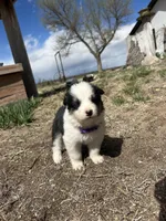 Mocha (purple), a female Border Collie for sale in Colorado Springs, CO – Photo 5 of 6
