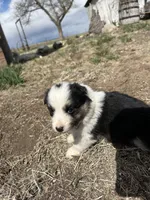 Mocha (purple), a female Border Collie for sale in Colorado Springs, CO – Photo 3 of 6