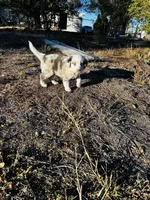 Blu, a male Border Collie for sale in Colorado Springs, CO – 6 of 7