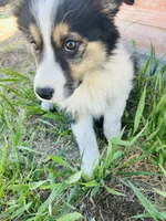 Susi (Red), a female Border Collie for sale in Colorado Springs, CO – 3 of 8