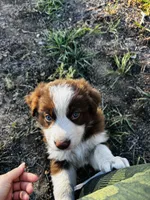 Coco, a male Border Collie for sale in Colorado Springs, CO – 1 of 6