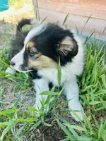 Susi (Red), a female Border Collie for sale in Colorado Springs, CO – 2 of 8