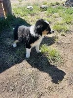 Susi (Red), a female Border Collie for sale in Colorado Springs, CO – 8 of 8