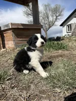 Thor (black), a male Border Collie for sale in Colorado Springs, CO – Photo 1 of 7