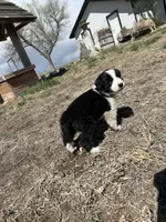 Thor (black), a male Border Collie for sale in Colorado Springs, CO – Photo 6 of 7
