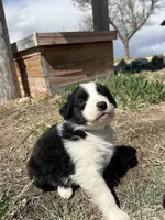 Thor (black), a male Border Collie for sale in Colorado Springs, CO – Photo 2 of 7