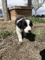 Thor (black), a male Border Collie for sale in Colorado Springs, CO – Photo 3 of 7
