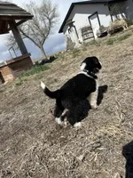 Thor (black), a male Border Collie for sale in Colorado Springs, CO – Photo 7 of 7