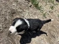 Thor (black), a male Border Collie for sale in Colorado Springs, CO – Photo 5 of 7