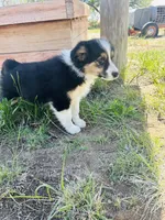 Susi (Red), a female Border Collie for sale in Colorado Springs, CO – 7 of 8