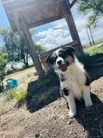 Susi (Red), a female Border Collie for sale in Colorado Springs, CO – 5 of 8