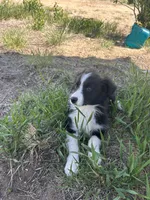 Coco(blue), a male Border Collie for sale in Colorado Springs, CO – 4 of 6