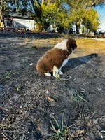 Coco, a male Border Collie for sale in Colorado Springs, CO – 6 of 6