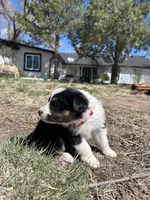 Susi (Red), a female Border Collie for sale in Colorado Springs, CO – Photo 3 of 6